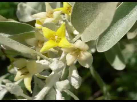 Elaeagnus Herb and its Health Benefits