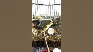 seruling Sunda terapi pleci nembak