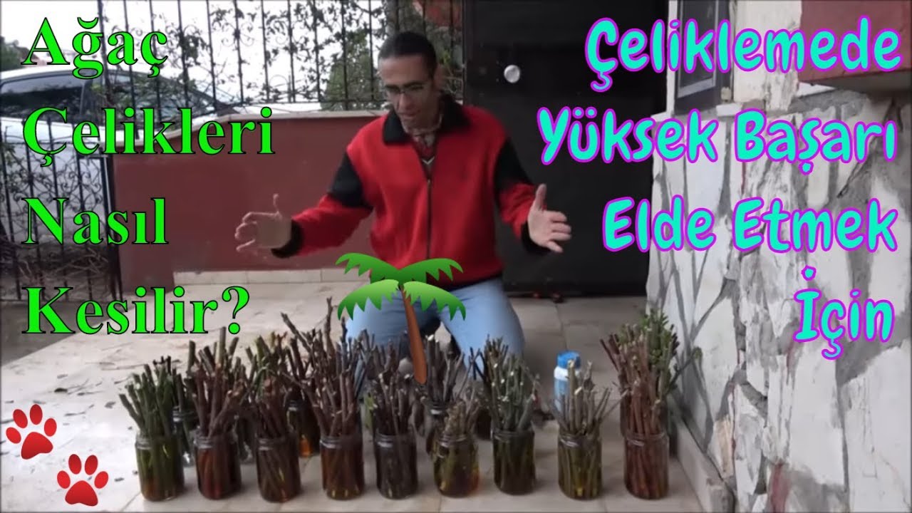 Köklendirme İçin Çelikler Nasıl Alınır, Nasıl Hazırlanır?