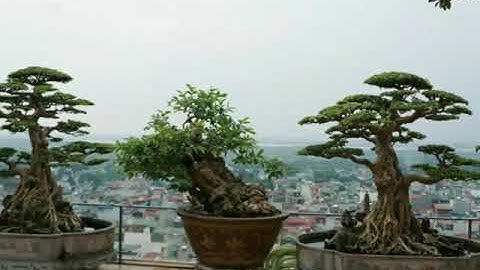 Những cây ổi bonsai có dáng thế tuyệt đẹp