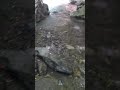 巨大ヤマトイワナを仕留める、釣りガールみっこ #渓流釣り #ヤマトイワナ #南アルプス