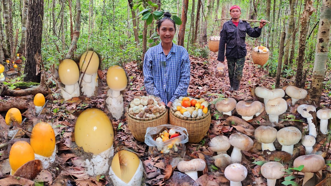 หมานๆๆโพดๆๆโพๆๆ!! เห็ดดอกสวยๆหากเป็นหาบ!! 10 พฤษภาคม 2568 หมานๆครับ