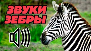 Звуки зебры: какие звуки издаёт зебра