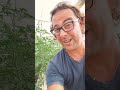 Pomodoro Dattegino lo conosci? 🍅🤔💲