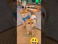 kucing gemoy dengan kelucuannya #kucinglucu #catlovers #kucinggemoy #short #cat