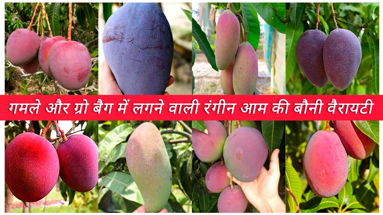  नवंबर के महीने में यह आम की कलरफुल वैरायटी आप लगा सकते हैं। Lucknow Malihabad mango nursery 