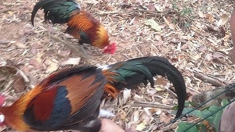 ຕໍ່ໄກ່ປ່າ dib qaib qus tuaj zoo heev 2020