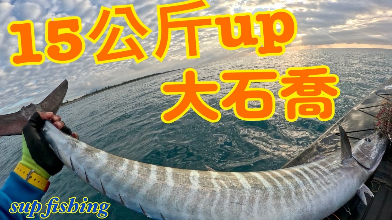 2026年2月紀錄大石喬15公斤up #石喬 #甘仔魚 #巴鰹  #紅目鰱 #supfishing #suptaiwan #shimano #アカンソシビウム・ソランドリ #サップフィッシング