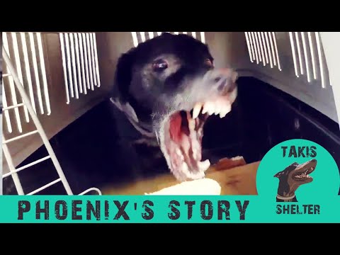Video: Geredde vechthond ontspant voor de eerste keer in de armen van verzorger
