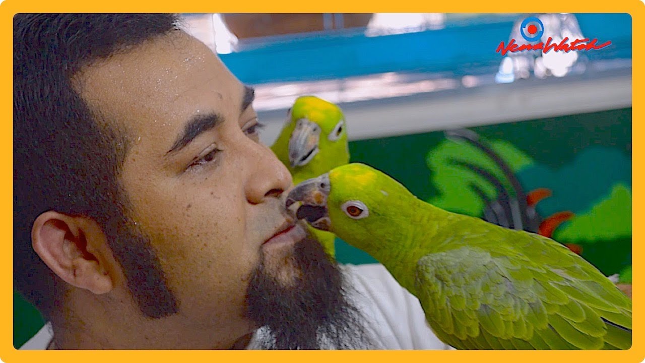 ကြက်ငှက်ဝါသနာရှင် ကိုဇမိဇွဲနှင့် ရောင်စုံ ရွယ်စုံ ကြက်ငှက်ကလေးများ