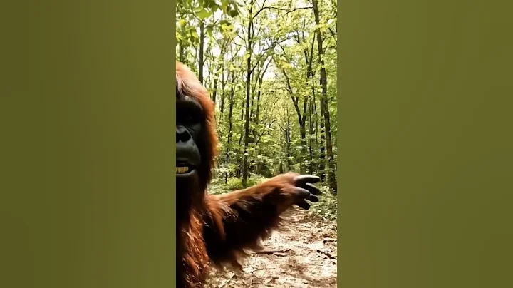 Bigfoot vlogging in the forest. Created using Google's VEO 3 (fast) generation.  #ai #veo3