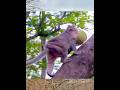 Strong Bond — Baby BERNIE Depends on Mama While Learning 🐒🌿💛 #Short #Newbaby2026