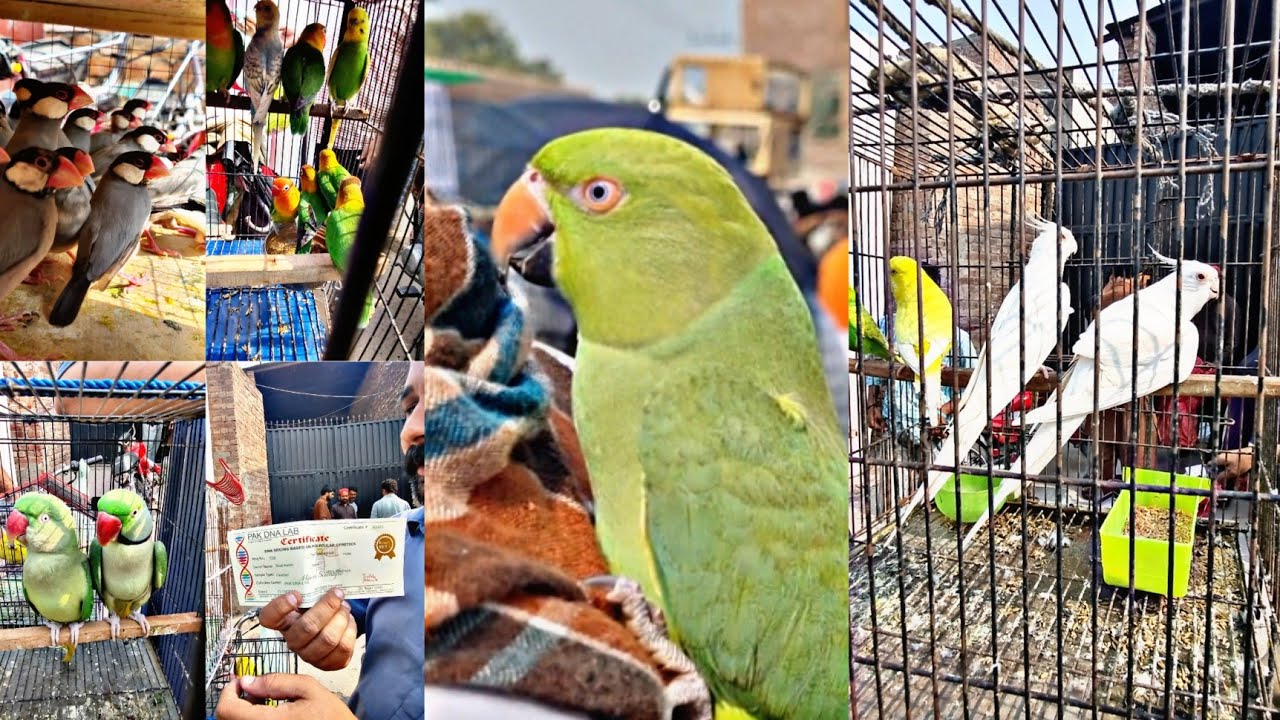 Lahore Sunday Birds Market Raw Parrots Too Aj Akhri Aya Ta Shalimar Birds Market Sj Pets Lover
