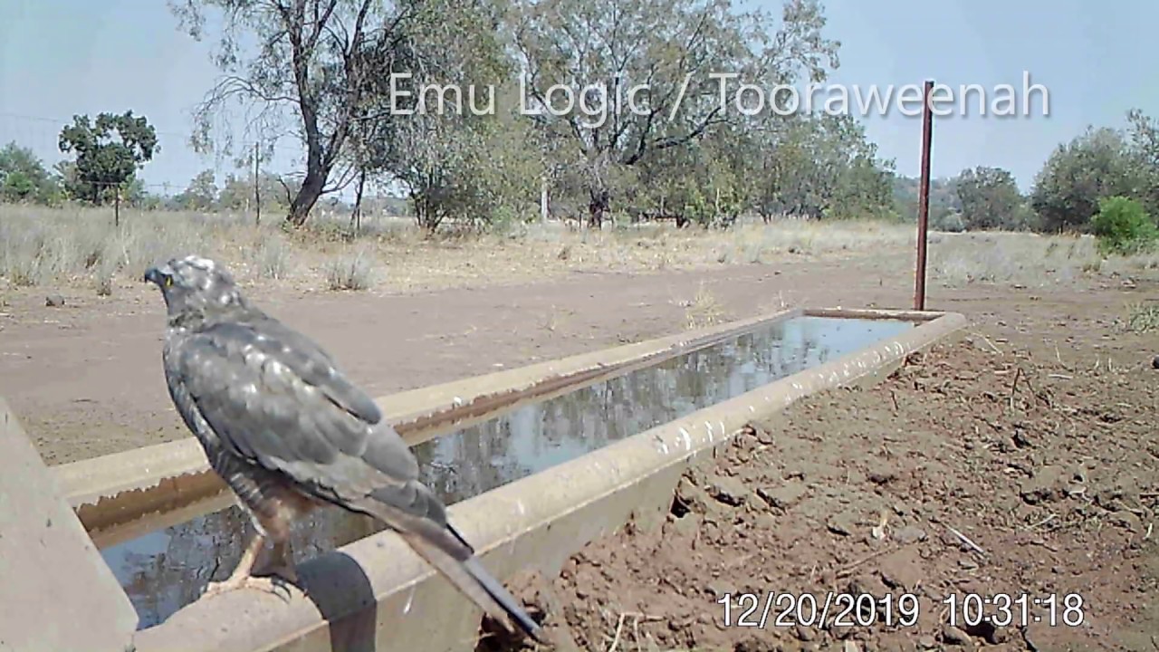 Birds of the water trough YouTube