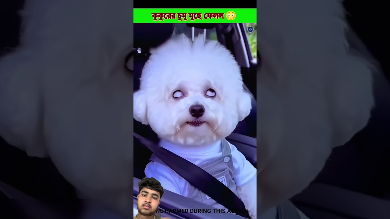 কুকুরের চুমু মুছে ফেলল😳.#shortsvideo