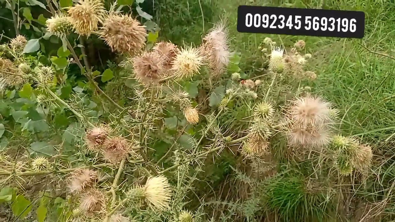 The weather big dishonest 