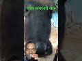 El niño hablando con el toro