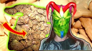 Animal Crackers Fragrant Tree Strain Review ! 🫨🫠🤤🔥😵‍💫😵🥰
