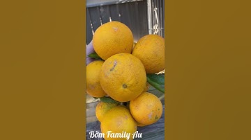 Trái cây ở Úc - Cam Nhà Trồng - DU LỊCH VÀ CUỘC SỐNG ÚC