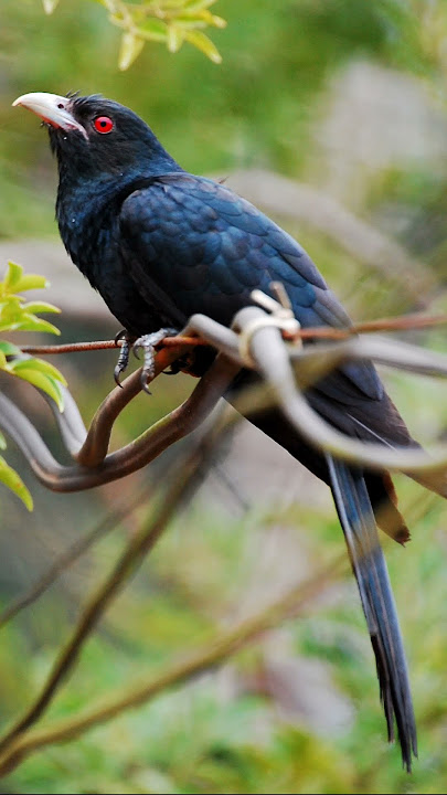 Koyal sound