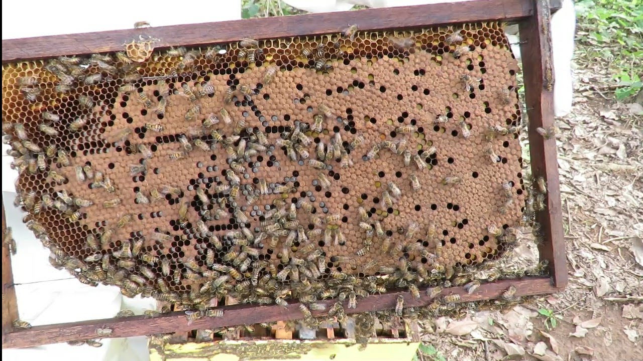 União E Recuperação De Enxames - Resultado