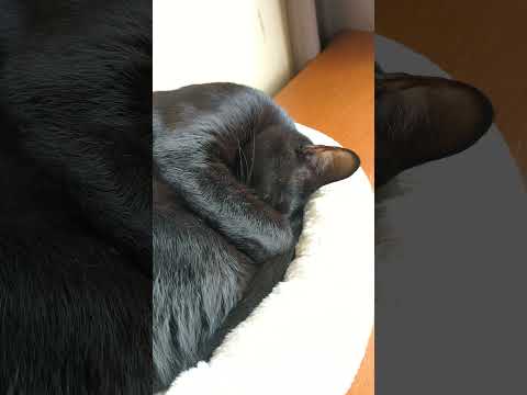 むにゃむにゃ猫 - Cats sleeping well - #Shorts