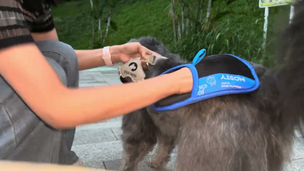 The MOSTY Brush That Removes Pet Hair Like Magic ✨