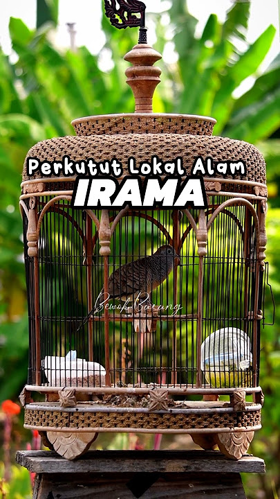 perkutut Lokal Alam irama NGEPAT suara kristal