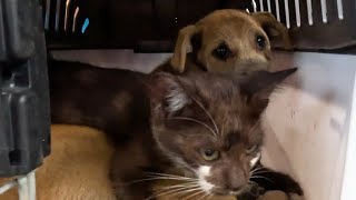 Rescued Tiny Kitten Grows Up Believing He's a Big Dog | Day 1 to 60 | Rescue Animals Rescued Tiny Kitten Grows Up Believing He S A Big Dog Day 1 To 60