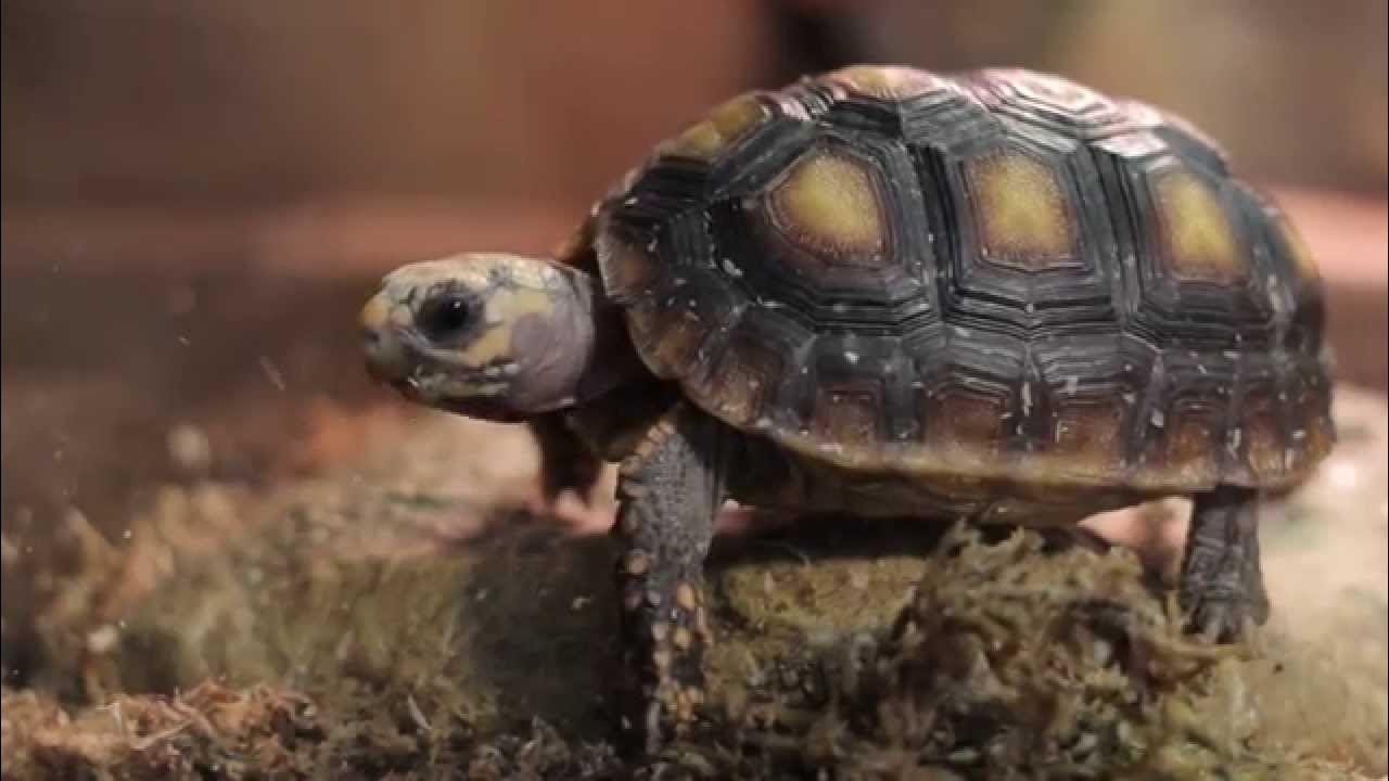 Ютуб черепахи