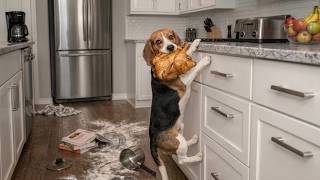 You Laugh You Lose π€£ The Most Hilarious Dogs & Cats Ever πΆπ± | Ultimate Pet Compilation You Laugh You Lose π€£ The Most Hilarious Dogs & Cats Ever πΆπ± | Ultimate Pet Compilation