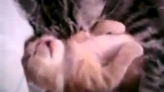 Kitten - How to Stop a Nightmare