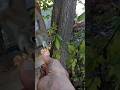 Grab and Go Squirrel Snack 😂🐿🤩 #Squirrel #friends #wildlife #love #nature #thankful