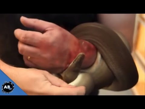 WORLD&rsquo;S MOST INSANE SNAKE BITES!! SnakeBytesTV