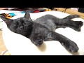 ★保護猫★ あずきの昼寝。すやすや
