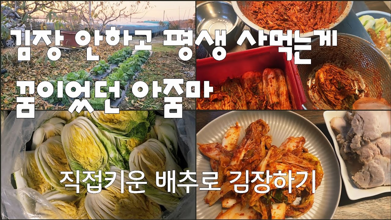 직접키운 배추로 김장하기