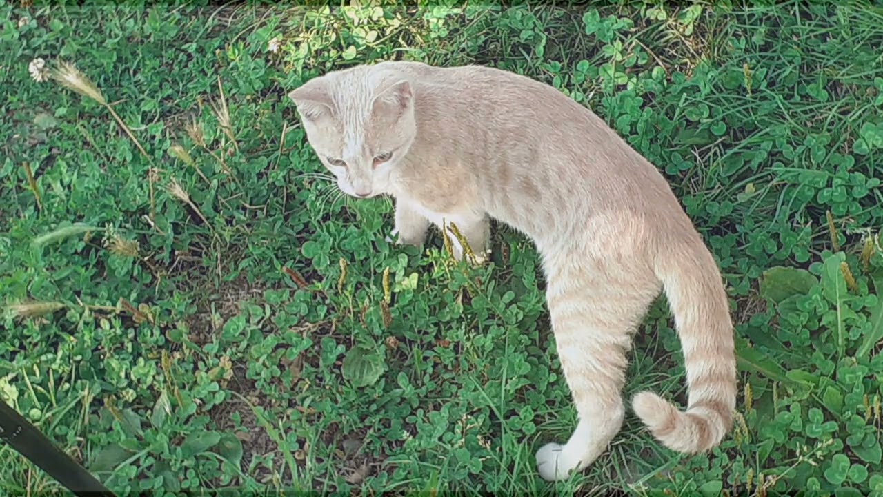 Blello, il Comune più piccolo della Bergamasca con un cuore tutto verde! 💚