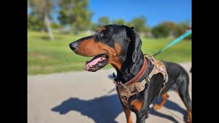 Meet Klaus, a foster from Desert Harbor Doberman Rescue of AZ. #dhdr #DHDRKlaus #DobieFosterFriends