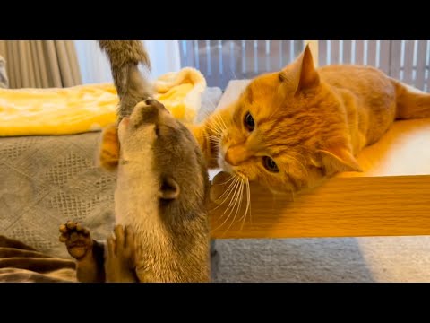 ??????? 2??????????????????????????? Play with otter and cat at once
