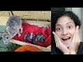 Again, new rabbit🐇🐰 😘😘😘, Vlog#290