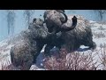 One Day With An Alpha Cave Bear - Cave Bear Behavior - Primal gameplay