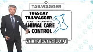 TUESDAY TAILWAGGER