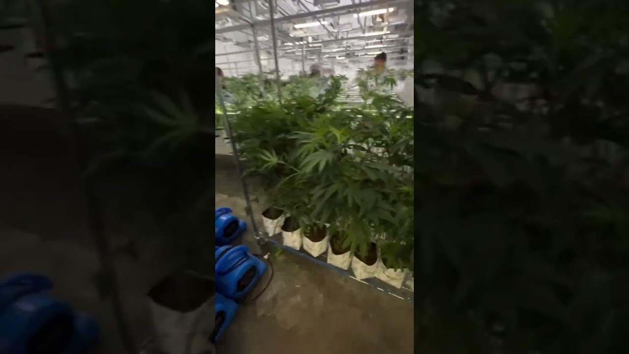 🔥 Not gonna lie — these UCL 3 under canopy lights @growprossolutions changed the game in F5  @b 1