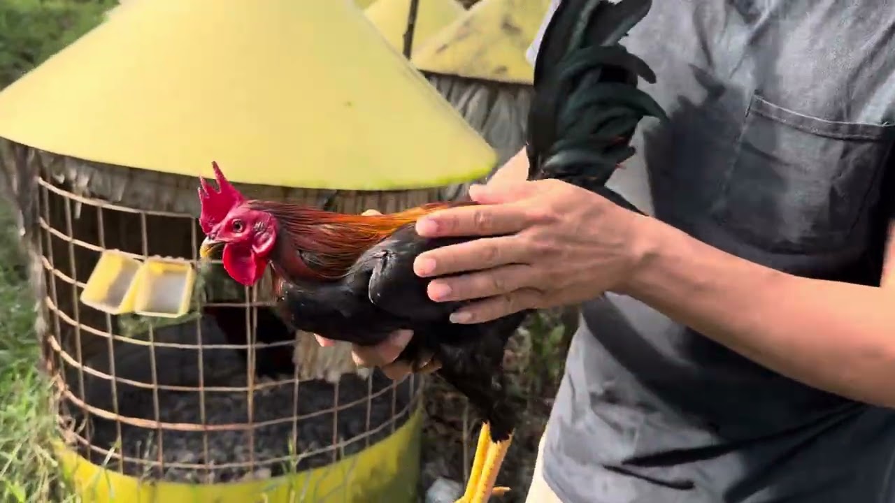 Soliando los pollitos 