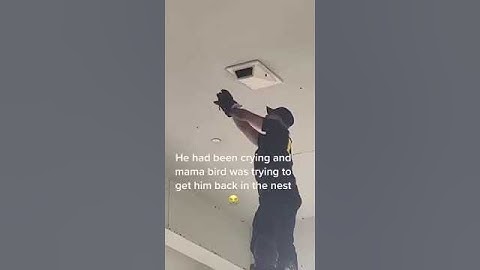 Amazing Rescue Stories Uncovering the Bravery of Animals and People