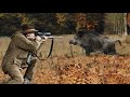 Wild Boar Hunting