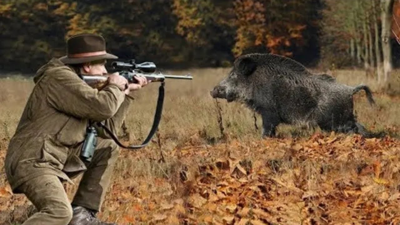 Охота на кабана с мелкашкой. Засидки для охоты на кабана. Секач кабан самый большой. Самый большой кабан секач вепрь. Охота кабана охота кабанов.