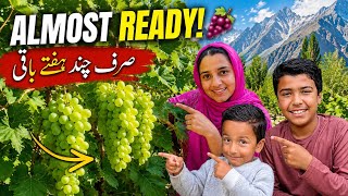 Our Organic Grapes Are Almost Ready! 🍇 😊| Gilgit Baltistan Village Farm Update | Village Life Vlog 😍