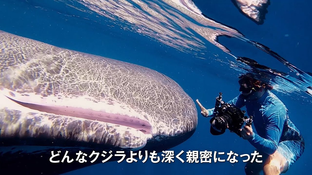 クジラに魅せられたカメラマンとクジラたちの親密な交流