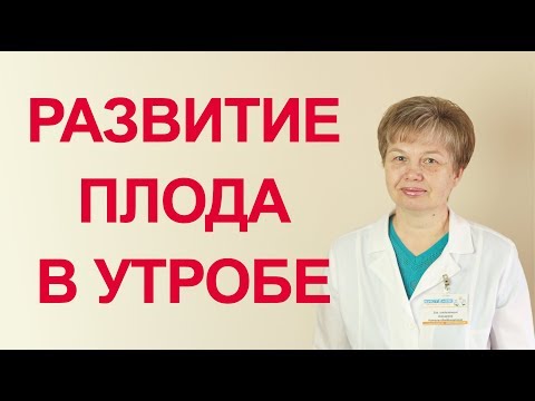 Периоды внутриутробного развития